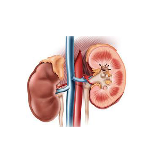درمان نارسایی و کم کاری کلیه